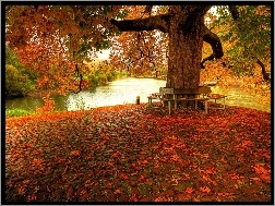 Park, Jesień, Rzeka
